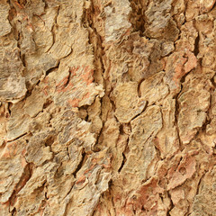 Close Up of Tree bark texture