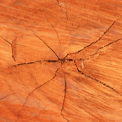 Abstract crack wood for the background