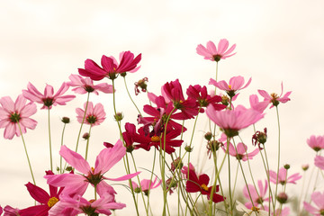 Sweet cosmos flower fields background, Pink cosmos on pink sky.