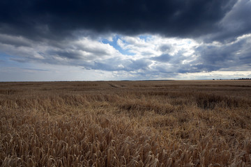 Field of cereal in the summer  