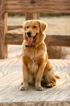  Golden Retriever dog