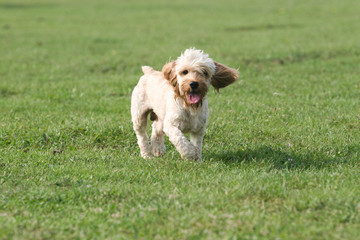 Mixed Cocker Spaniel