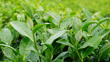 Green tea leaf with Plantation