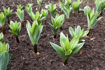 sprouting garlic , spring 