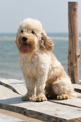 Mixed Cocker Spaniel