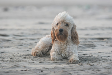 Mixed Cocker Spaniel