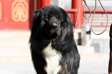 Tibetan Mastiff Dog