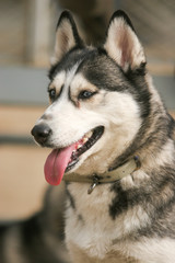Siberian husky dog © Annie D
