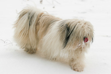 Pekingese dog