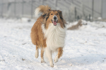 Scotland shepherd dog