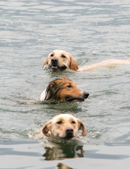 Three dogs swimming