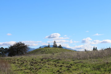 HIllside With Trees And White Clouds Overhead