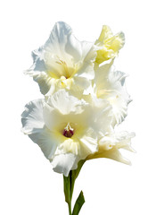 White lily flower background
