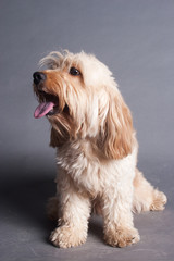 Mixed Cocker Spaniel