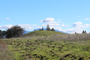 Trees On Top Of Hill