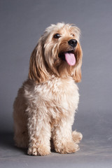 Mixed Cocker Spaniel