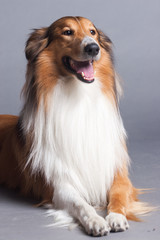 Scotland shepherd dog