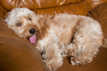 Mixed Cocker Spaniel