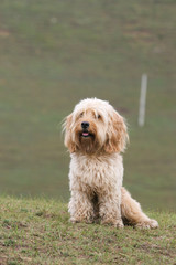 Mixed Cocker Spaniel