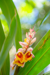 Alpinia Zerumbet Plant Shell Ginger