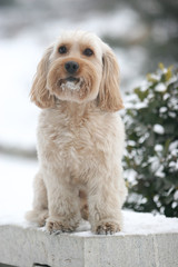 Mixed Cocker Spaniel