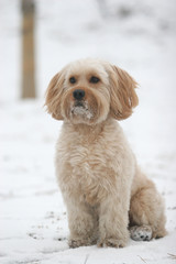 Mixed Cocker Spaniel
