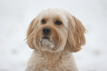 Mixed Cocker Spaniel