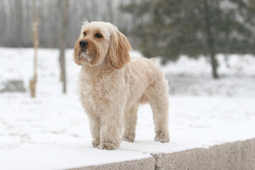Mixed Cocker Spaniel