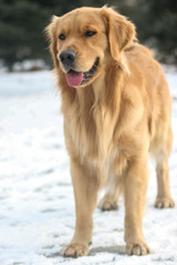 Golden Retriever dog