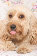 Mixed Cocker Spaniel