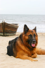 German Shepherd dog