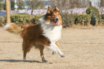 Scotland shepherd dog