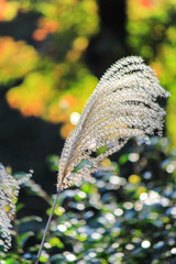 White flower blown with windy environment