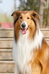 Scotland shepherd dog