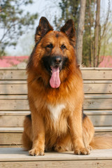 German Shepherd dog