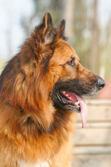 German Shepherd dog