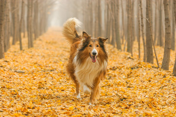 Scotland shepherd dog