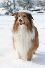 Scotland shepherd dog