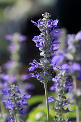 Blue wildflower with blurred background by macro lens. (shallow