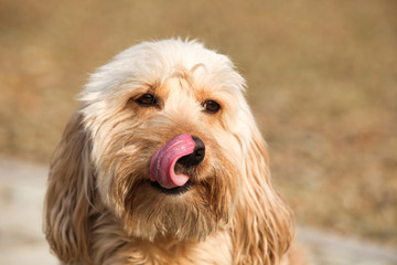 Mixed Cocker Spaniel