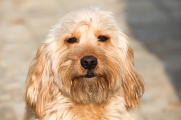 Mixed Cocker Spaniel