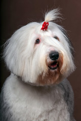 Old English Sheepdog