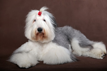 Old English Sheepdog