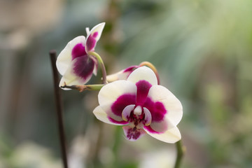 Fototapeta na wymiar orchid close up