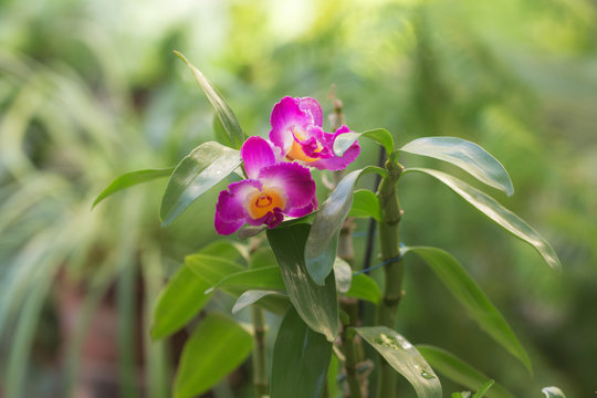 blooming purple orchid