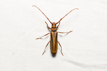 Monkeypod roundheaded borer beetle