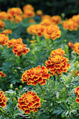 Red with Yellow edge marigold flower in garden.