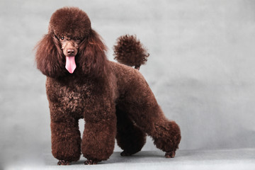 poodle dog