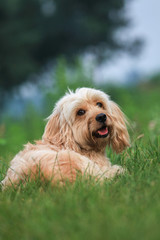 Mixed Cocker Spaniel