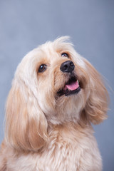 Mixed Cocker Spaniel
